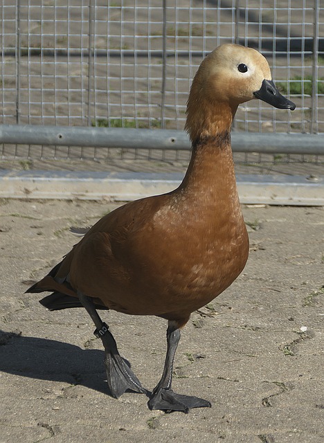 并多次在关